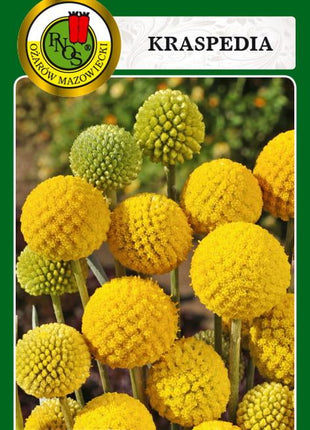 Nasiona - KRASPEDIA ŻÓŁTA 0,1g - Niezłe Ziółko