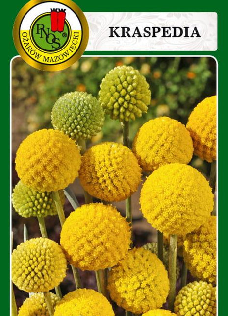 Nasiona - KRASPEDIA ŻÓŁTA 0,1g - Niezłe Ziółko