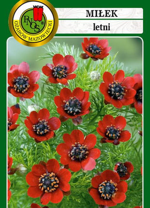 Nasiona - MIŁEK LETNI CZERWONY 1g - Niezłe Ziółko