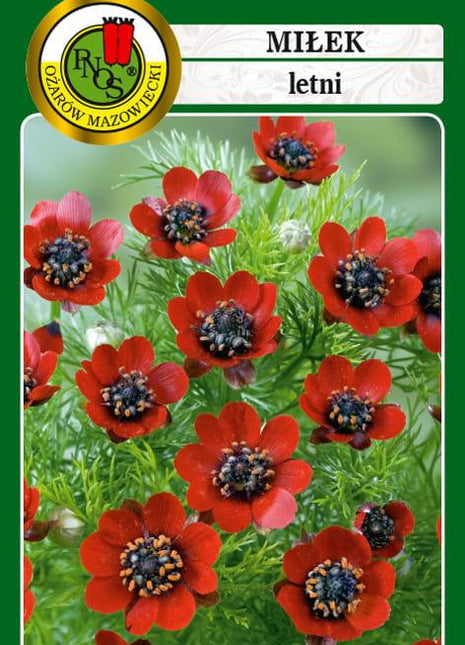 Nasiona - MIŁEK LETNI CZERWONY 1g - Niezłe Ziółko
