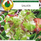 Nasiona - NA MIKROLISTKI SAŁATA 1G - Niezłe Ziółko