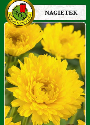 Nasiona - NAGIETEK ŻÓŁTY 3g - Niezłe Ziółko