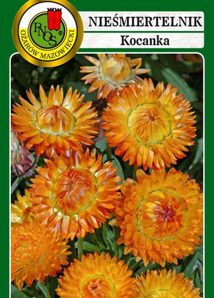 Nasiona - NIEŚMIERTELNIK MIEDZIANY 1,5g - Niezłe Ziółko