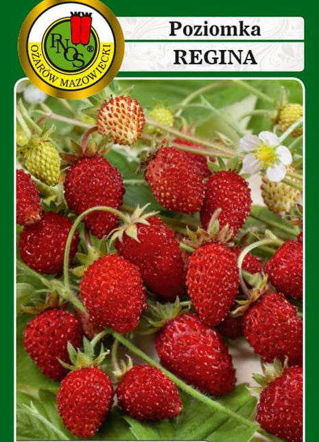 Nasiona - POZIOMKA REGINA 0,5g - Niezłe Ziółko