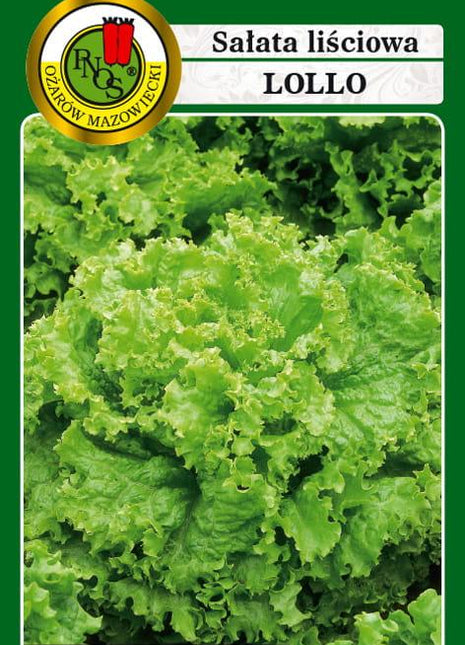 Nasiona - SAŁATA LIŚCIOWA LOLLO 1g - koło 1000 sztuk nasion w opakowaniu - Niezłe Ziółko
