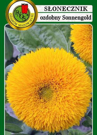 Nasiona - SŁONECZNIK OZDOBNY SONNENGOLD NISKI ŻÓŁTY 2g - Niezłe Ziółko