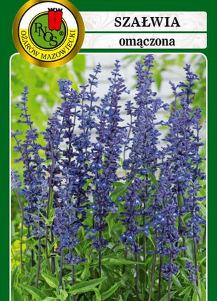 Nasiona - SZAŁWIA OMĄCZONA FIOLETOWA 0,2g - Niezłe Ziółko