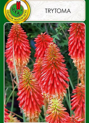 Nasiona - TRYTOMA 0,5g - Niezłe Ziółko