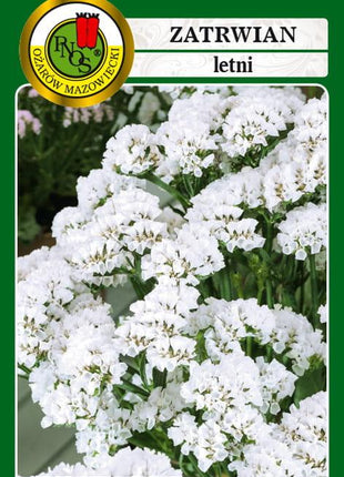 Nasiona - ZATRWIAN LETNI ICEBERG BIAŁY 0,2g - Niezłe Ziółko