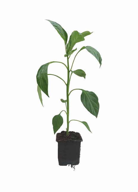 Papryka Ostra Cayenne - Sadzonka - Niezłe Ziółko