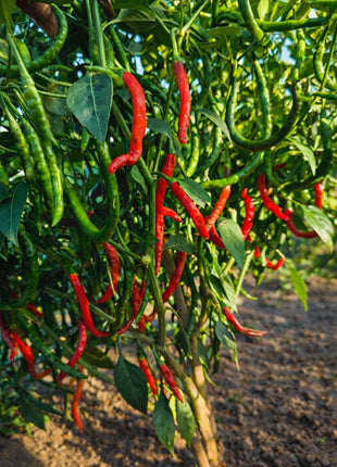 Papryka Chilli - Sadzonka