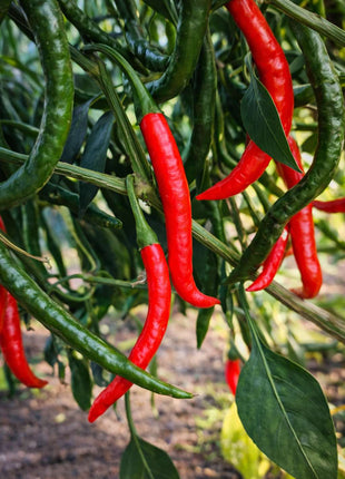 Papryka Chilli - Sadzonka