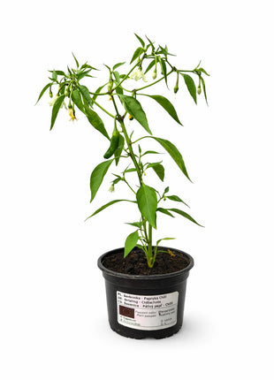 Papryka Chilli - Sadzonka