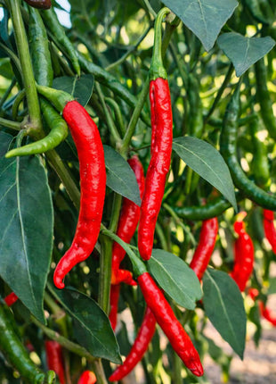 Papryka Chilli - Sadzonka
