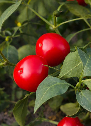 Papryka Ostra Czereśniowa - Sadzonka