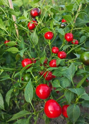 Papryka Ostra Czereśniowa - Sadzonka