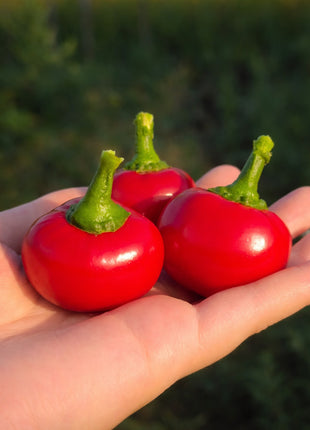 Papryka Ostra Czereśniowa - Sadzonka