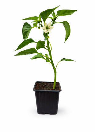 Papryka Ostra Czereśniowa - Sadzonka