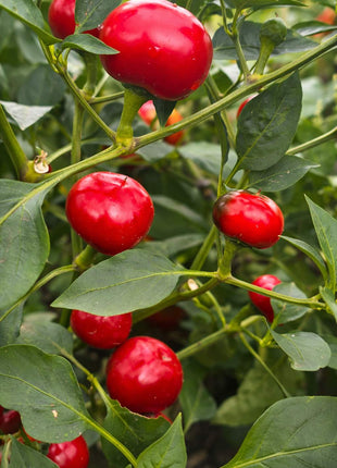 Papryka Ostra Czereśniowa - Sadzonka