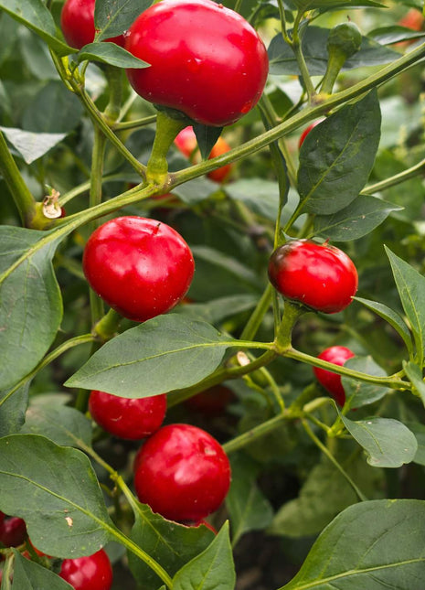 Papryka Ostra Czereśniowa - Sadzonka