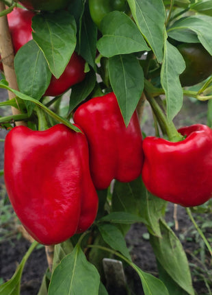 Papryka Słodka Czerwona Roberta - Sadzonka
