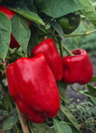 Papryka Słodka Czerwona Roberta - Sadzonka