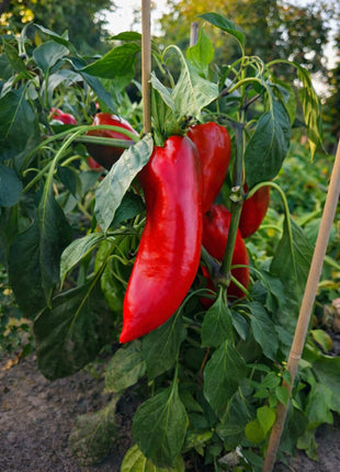 Papryka Stożkowa Czerwona Słodka - Sadzonka