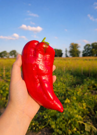Papryka Stożkowa Czerwona Słodka - Sadzonka