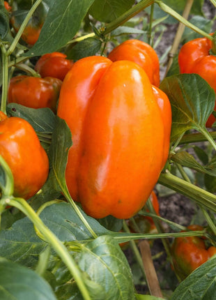 Papryka Pomarańczowa Kubista Słodka - Sadzonka