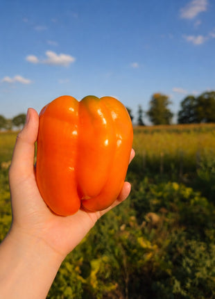 Papryka Pomarańczowa Kubista Słodka - Sadzonka