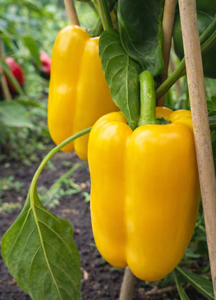 Papryka Słodka Żółta Kasia - Sadzonka