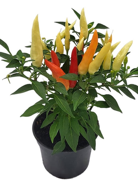 Papryka ostra chilli mini z owocami - Sadzonka