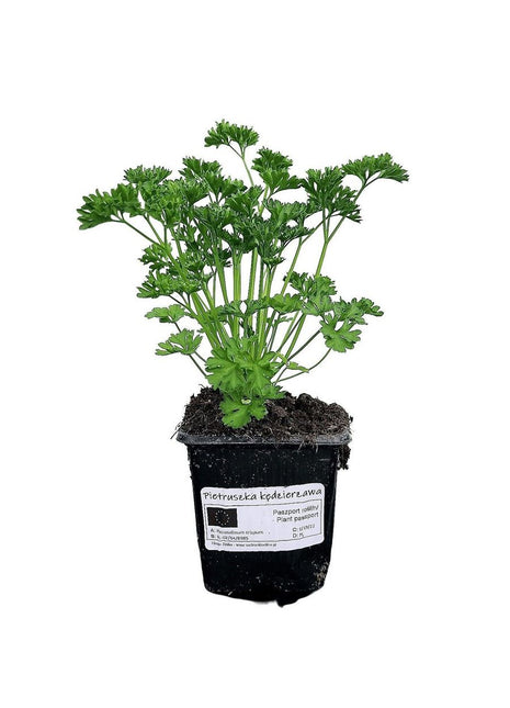 Pietruszka Kędzierzawa - Sadzonka - Zioła w doniczce