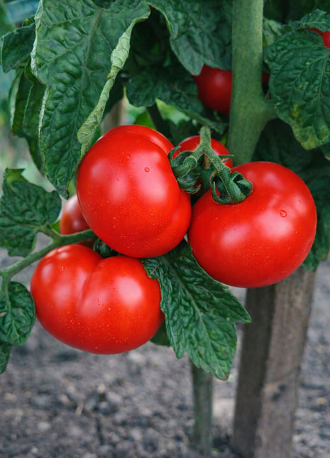 Pomidor Betalux - Sadzonka