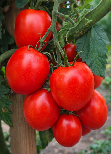 Pomidor Kmicic - Sadzonka