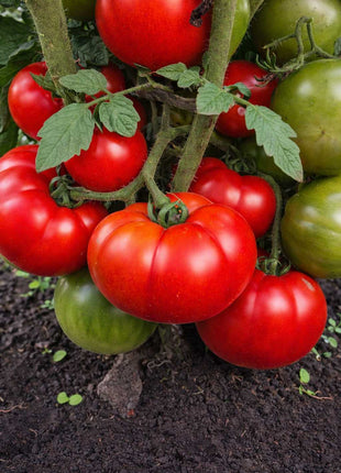 Pomidor Marmande - Sadzonka