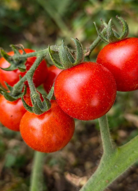 Pomidor Koralik Czerwony - Sadzonka