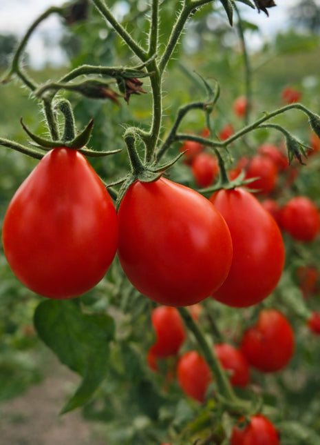 Pomidor Czerwona gruszka - Sadzonka