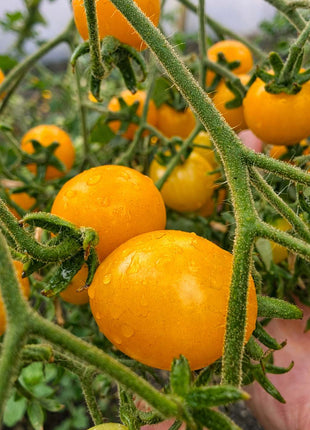 Pomidor Koralik Żółty - Sadzonka