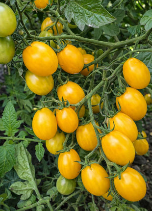 Pomidor Koralik Żółty - Sadzonka