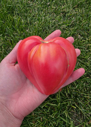 Pomidor Bawole Serce - Sadzonka