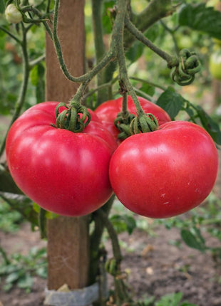 Pomidor Malinowy Ożarowski - Sadzonka