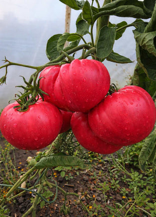 Pomidor Malinowy Warszawski - Sadzonka