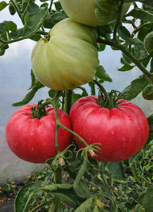 Pomidor Malinowy Warszawski - Sadzonka