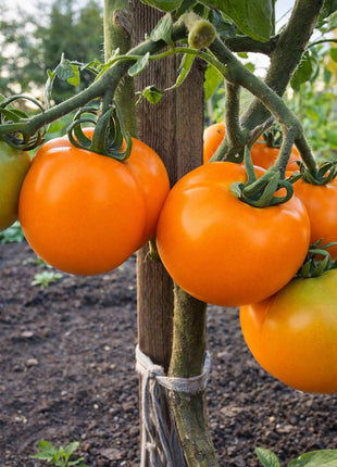 Pomidor Pomarańczowy - Sadzonka