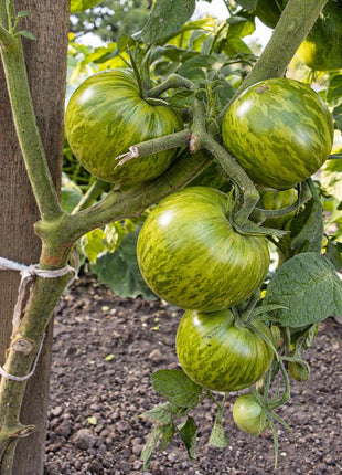 Pomidor Zielona Zebra - Sadzonka