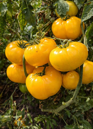 Pomidor Złoty Ożarowski - Sadzonka