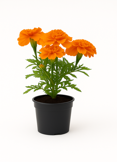 Aksamitka Pomarańczowa Niska - Sadzonka - Kwiaty w doniczce