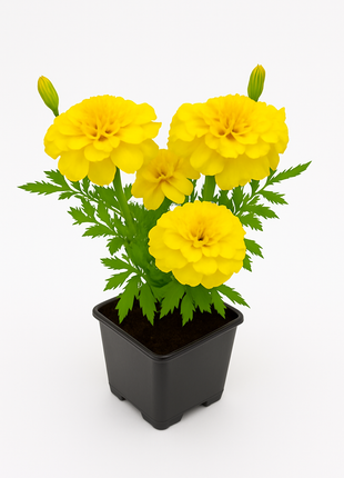 Aksamitka Żółta Niska - Sadzonka - Kwiaty w doniczce