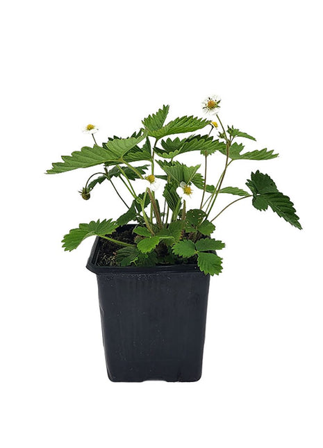 Poziomka Rugia - Sadzonka